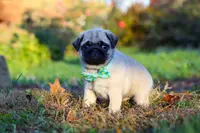 Winston, a male Pug for sale in Fresno, OH – Photo 4 of 5