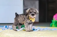 Henry, a male Miniature Schnauzer for sale in Fresno, OH – 2 of 10