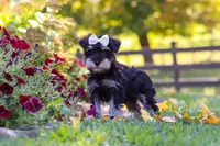Callie, a female Miniature Schnauzer for sale in Fresno, OH – 5 of 10