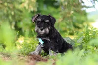 Hunter, a male Miniature Schnauzer for sale in Fresno, OH – 4 of 10