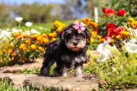 Emmy, a female Miniature Schnauzer for sale in Fresno, OH – 4 of 7