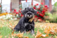 Everest, a male Miniature Schnauzer for sale in Fresno, OH – 3 of 7
