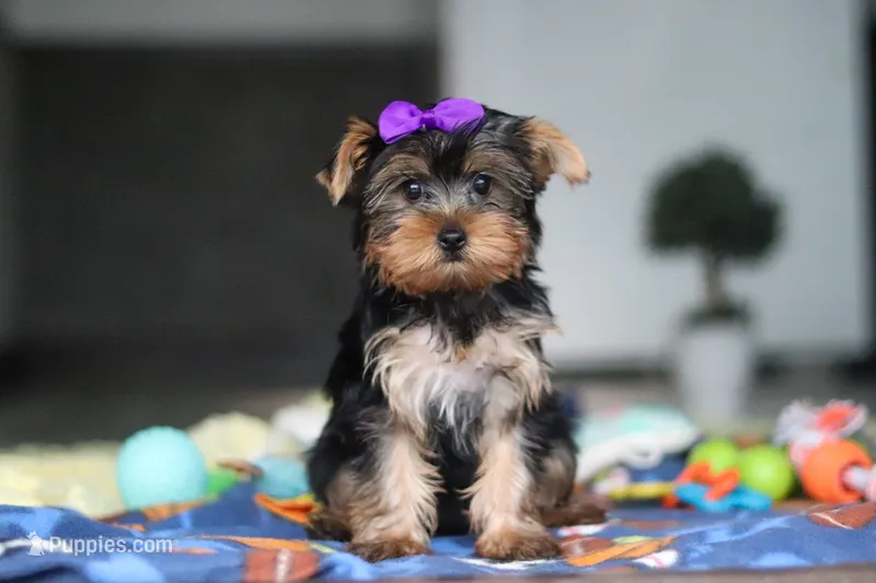 Lucy – Yorkshire Terrier puppy for sale in Fresno, OH