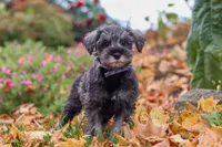 Theo, a male Miniature Schnauzer for sale in Fresno, OH – 4 of 8