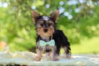 Ollie, a male Yorkshire Terrier for sale in Fresno, OH – 7 of 10