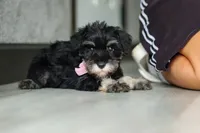 Daisy, a female Miniature Schnauzer for sale in Fresno, OH – 6 of 10