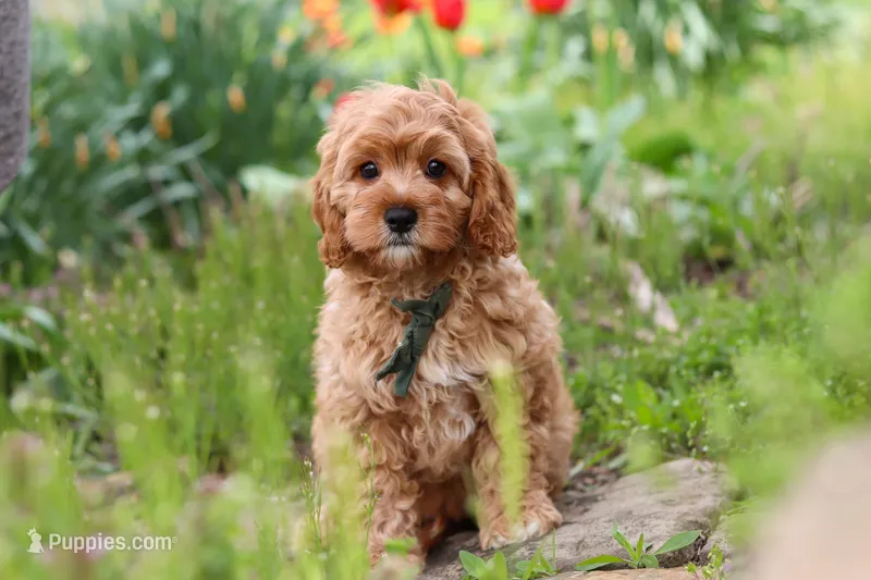Lincoln – Cavapoo puppy for sale in Fresno, OH
