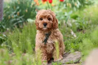 Lincoln, a male Cavapoo for sale in Fresno, OH – 1 of 8