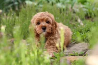 Lincoln, a male Cavapoo for sale in Fresno, OH – 5 of 8