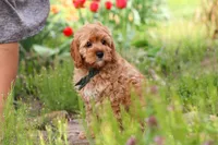 Lincoln, a male Cavapoo for sale in Fresno, OH – 4 of 8