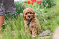 Lincoln, a male Cavapoo for sale in Fresno, OH – 8 of 8