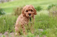 Lincoln, a male Cavapoo for sale in Fresno, OH – 7 of 8