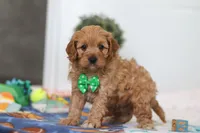 Lincoln, a male Cavapoo for sale in Fresno, OH – Photo 4 of 5