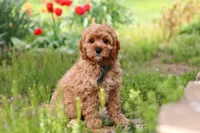 Lincoln, a male Cavapoo for sale in Fresno, OH – 2 of 8