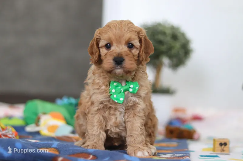 Lincoln – Cavapoo puppy for sale in Fresno, OH