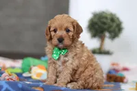 Lincoln, a male Cavapoo for sale in Fresno, OH – Photo 2 of 5