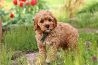 Lincoln, a male Cavapoo for sale in Fresno, OH – 3 of 8
