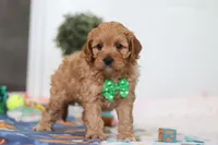 Lincoln, a male Cavapoo for sale in Fresno, OH – Photo 5 of 5