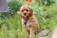 Lincoln, a male Cavapoo for sale in Fresno, OH – 6 of 8