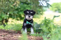 Jack, a male Miniature Schnauzer for sale in Fresno, OH – 4 of 8