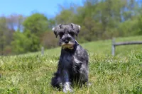Nolan, a male Miniature Schnauzer for sale in Fresno, OH – 3 of 4