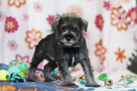 Nolan, a male Miniature Schnauzer for sale in Fresno, OH – Photo 5 of 5