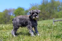Nolan, a male Miniature Schnauzer for sale in Fresno, OH – 4 of 4
