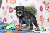 Nolan, a male Miniature Schnauzer for sale in Fresno, OH – Photo 4 of 5