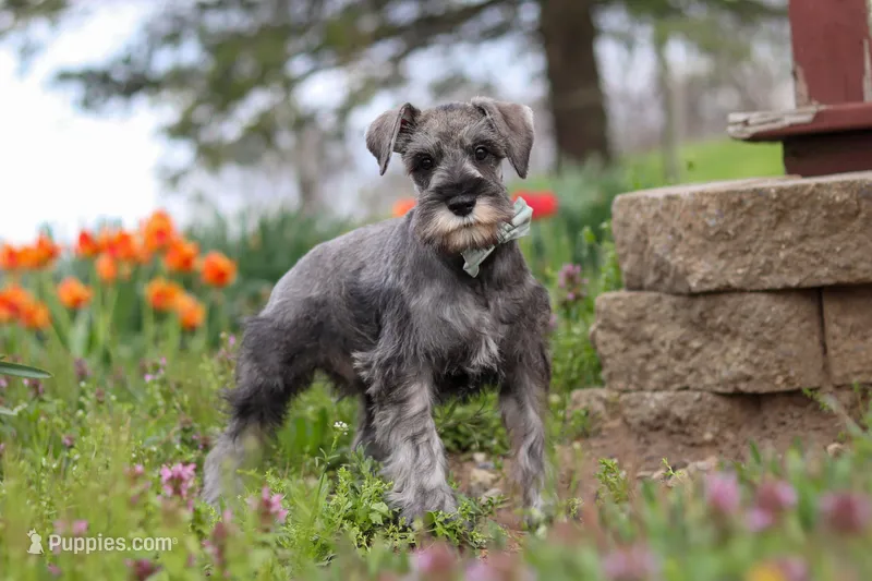 Nolan – Miniature Schnauzer puppy for sale in Fresno, OH
