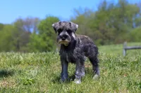 Nolan, a male Miniature Schnauzer for sale in Fresno, OH – 2 of 4