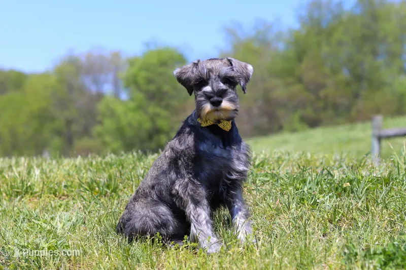 Nolan – Miniature Schnauzer puppy for sale in Fresno, OH