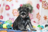 Nolan, a male Miniature Schnauzer for sale in Fresno, OH – Photo 3 of 5