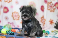 Nolan, a male Miniature Schnauzer for sale in Fresno, OH – Photo 2 of 5