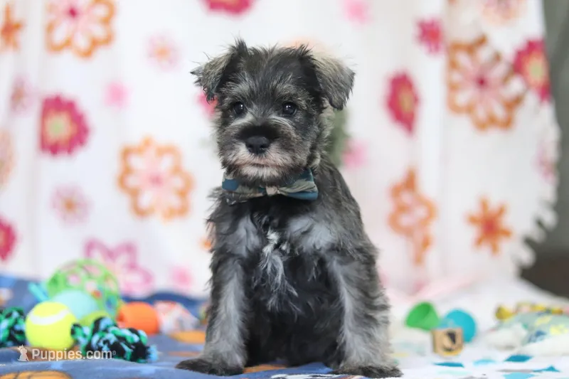 Nolan – Miniature Schnauzer puppy for sale in Fresno, OH