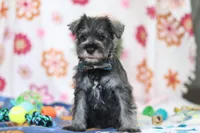 Nolan, a male Miniature Schnauzer for sale in Fresno, OH – Photo 1 of 5