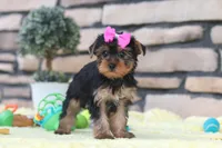 Lucy, a female Yorkshire Terrier for sale in Fresno, OH – 6 of 8