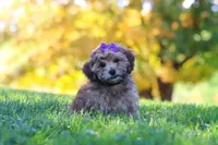 Posie, a female Yorkipoo for sale in Fresno, OH – 4 of 6