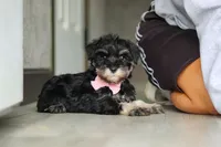 Daisy, a female Miniature Schnauzer for sale in Fresno, OH – 2 of 10