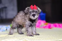 Josie, a female Miniature Schnauzer for sale in Fresno, OH – 2 of 10