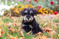 Rowan, a male Miniature Schnauzer for sale in Fresno, OH – 2 of 8
