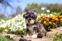 Kelly, a female Miniature Schnauzer for sale in Fresno, OH – 7 of 8