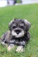 Charlie, a male Miniature Schnauzer for sale in Fresno, OH – 8 of 10