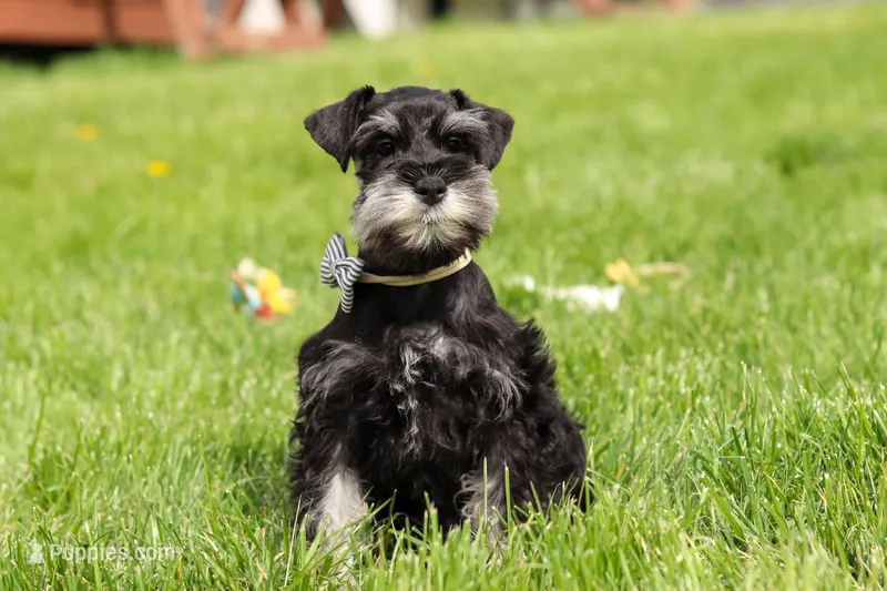 Dylan – Miniature Schnauzer puppy for sale in Fresno, OH