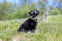 Dylan, a male Miniature Schnauzer for sale in Fresno, OH – 4 of 5