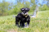 Dylan, a male Miniature Schnauzer for sale in Fresno, OH – 2 of 5