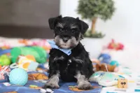 Dylan, a male Miniature Schnauzer for sale in Fresno, OH – Photo 2 of 6
