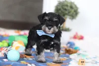 Dylan, a male Miniature Schnauzer for sale in Fresno, OH – Photo 4 of 6