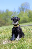 Dylan, a male Miniature Schnauzer for sale in Fresno, OH – 5 of 5