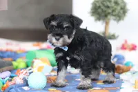Dylan, a male Miniature Schnauzer for sale in Fresno, OH – Photo 3 of 6