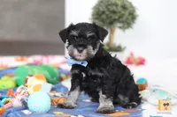 Dylan, a male Miniature Schnauzer for sale in Fresno, OH – Photo 5 of 6
